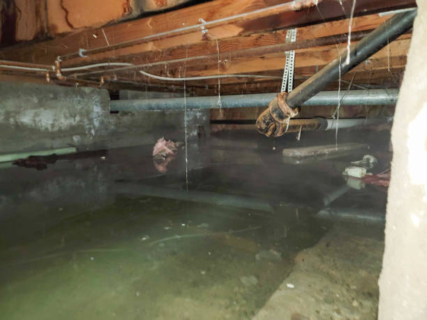 Best Flood restoration services  in Eleele, HI